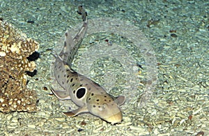 Epaulette Shark, hemiscyllium ocellatum