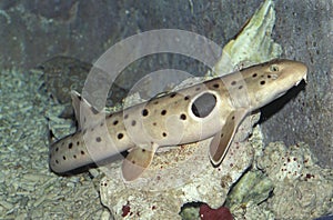 Epaulette Shark, hemiscyllium ocellatum