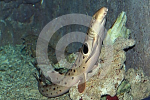 Epaulette Shark, hemiscyllium ocellatum