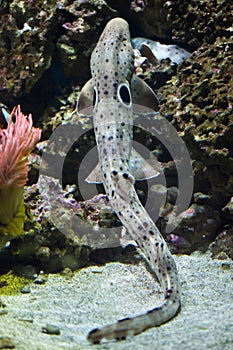 Epaulette shark (Hemiscyllium ocellatum).