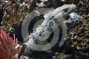 Epaulette shark (Hemiscyllium ocellatum).