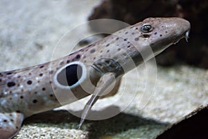 Epaulette shark (Hemiscyllium ocellatum).