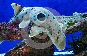 Epaulette shark (Hemiscyllium ocellatum), a shark walking along the bottom with a black eye on its side in an aquarium