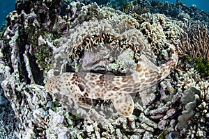 Epaulette Shark on Seafloor in Raja Ampat