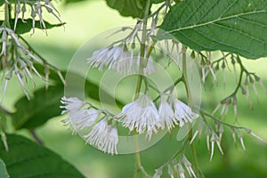 Epaulette tree Pterostyrax hispidus, pending, fragrant white flowers