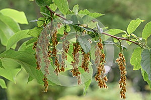 Epaulette tree Pterostyrax hispidus, small ribbed fruits