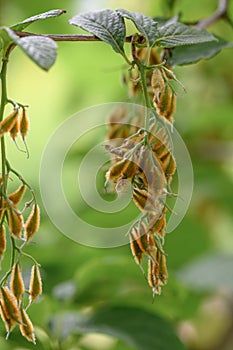 Epaulette tree Pterostyrax hispidus, small ribbed fruits hanging on a twig