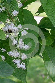 Epaulette tree Pterostyrax hispidus, some pending, fragrant white flowers