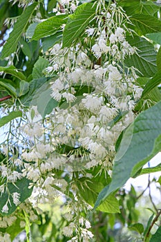 Epaulette tree Pterostyrax hispidus, a tree with pending white flowers photo