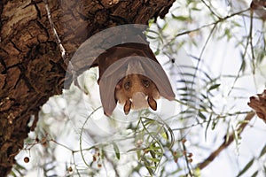 Epauletted Fruit Bat in a tree in Northern Ethiopia. The species could be Ethiopian Epauletted Fruit Bat, Epomophorus labiatus photo