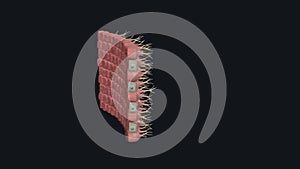 Ependymal cells form a single-layered, ciliated cellular interface that lines the ventricular surface of vertebrate brain