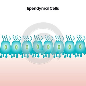 Ependymal Cells scientific vector illustration background