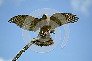 EPERVIER D`EUROPE accipiter nisus