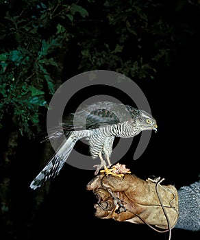 EPERVIER D`EUROPE accipiter nisus