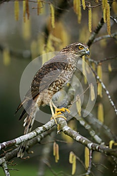 EPERVIER D`EUROPE accipiter nisus