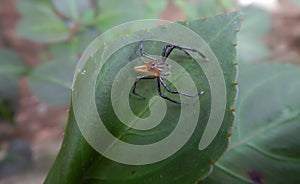 Epeus jumping spider on a green leaf