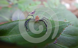 Epeus jumping spider on a green leaf