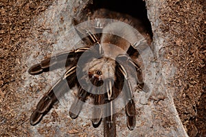 Ephebopus murinus female