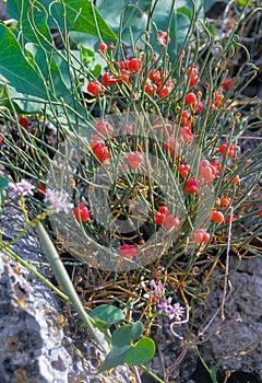 Ephedra distachya, Female plant with ripe cones