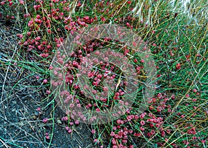 (Ephedra distachya), medicinal herbaceous plant on a clay cliff on the bank of the Karadag