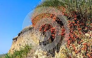 (Ephedra distachya), medicinal herbaceous plant on a clay cliff on the bank of the Tiligul estuary