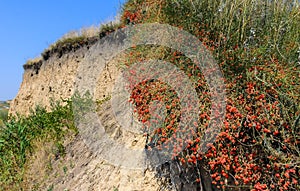 (Ephedra distachya), medicinal herbaceous plant on a clay cliff on the bank of the Tiligul estuary