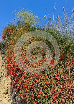 (Ephedra distachya), medicinal herbaceous plant on a clay cliff on the bank of the Tiligul estuary