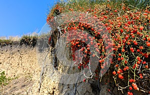 (Ephedra distachya), medicinal herbaceous plant on a clay cliff on the bank of the Tiligul estuary