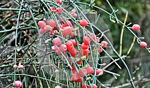 Ephedra distachya ripe female cones with seeds