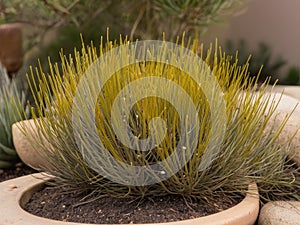 Ephedra (Ephedra sinica)