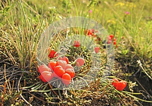 Ephedra equisetina on Lake Baikal.