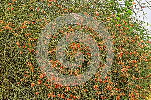 Ephedra foeminea plant