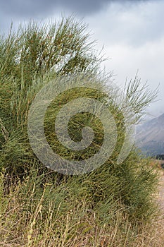 Ephedra growing on the mountain path