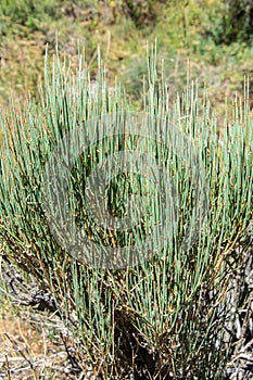 Ephedra growing on the mountain path
