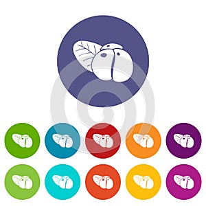 Ephedra icons set vector color photo