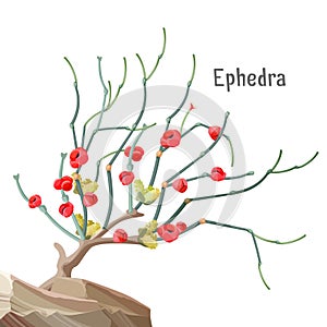 Ephedra widespread tree growing in stone, joint-pine, jointfir,