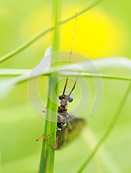 Ephemera in the grass