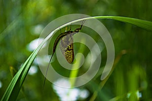 Ephemera insect animal