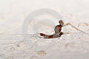 Ephemeral insect photo