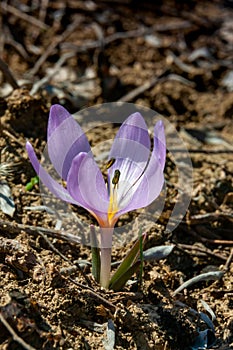 Ephemeral flowers, primroses in the wild (Colchicum ancyrense)