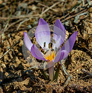 Ephemeral flowers, primroses in the wild (Colchicum ancyrense)