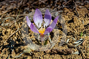 Ephemeral flowers, primroses in the wild (Colchicum ancyrense)