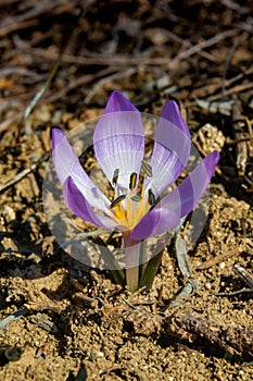 Ephemeral flowers, primroses in the wild (Colchicum ancyrense)