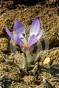 Ephemeral flowers, primroses in the wild (Colchicum ancyrense)