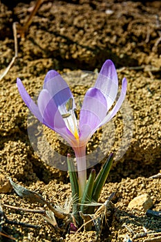 Ephemeral flowers, primroses in the wild (Colchicum ancyrense)