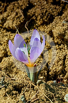 Ephemeral flowers, primroses in the wild (Colchicum ancyrense)