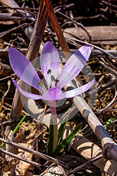 Ephemeral flowers, primroses in the wild (Colchicum ancyrense)