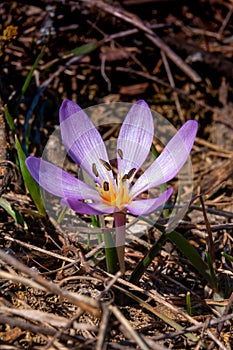 Ephemeral flowers, primroses in the wild (Colchicum ancyrense)