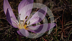 Ephemeral flowers, primroses in the wild Colchicum ancyrense, autumn crocus, meadow saffron and naked lady. Rare view from the