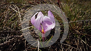 Ephemeral flowers, primroses in the wild Colchicum ancyrense, autumn crocus, meadow saffron and naked lady. Rare view from the